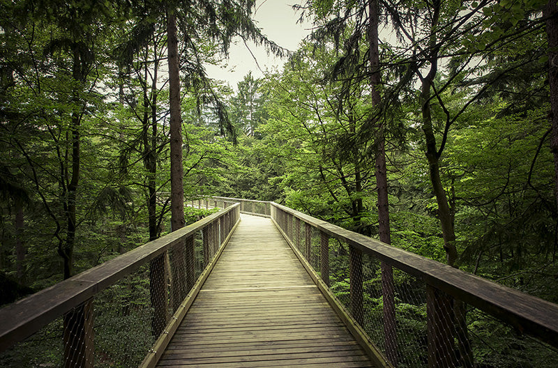 Celebrating FSC® Forest Week 2025