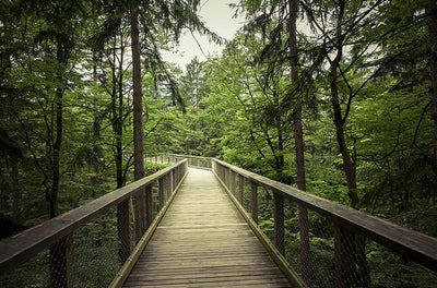 Celebrating FSC® Forest Week 2025